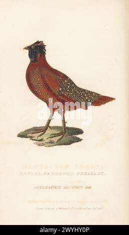 Satyr tragopan or crimson horned pheasant, Tragopan satyra. Nepaul or horned pheasant, Meleagris satyrus, Lath. Native to the Himalaya mountains of India, Tibet, Nepal and Bhutan. Handcoloured copperplate engraving from Edward Griffith's The Animal Kingdom by the Baron Cuvier, London, Whittaker, 1829. Stock Photo