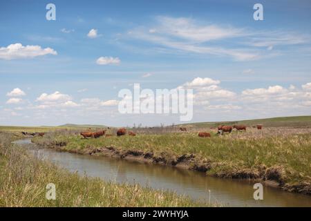 Cows grazing on ranch land next to Stimson Creek, in the southern Alberta foothills and prairie. Stock Photo