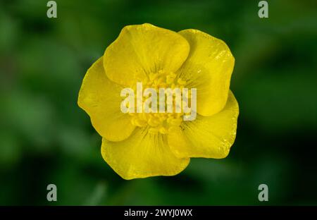 Close Up of bulbous buttercup (ranunculus bulbosus) flower blooming in spring from above Stock Photo