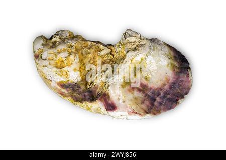 Indoor shot of an isolated oyster / shell on a square white background. Stock Photo