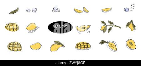 Big set of Hand drawn Mango fruit in sketch. Vector illustration of tropical fruit for healthy - mango. Ink paint art in vintage style. Stock Vector