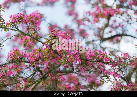Ornamental apple tree (Malus purpurea) in bloosom. Spectacular, pink, fine flowers in the springtime. Fresh leaves. Nature coming to life. Blue sky in Stock Photo
