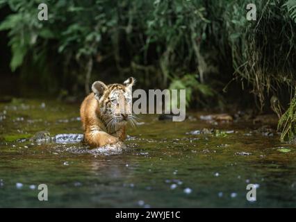 Beautiful Bengal tiger cub is walking in the river against the camera.  Horizontally. Stock Photo