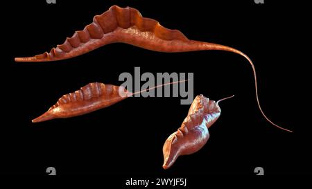 3d rendering protozoans of the genus Trypanosoma, it causes Human African trypanosomiasis, also known as sleeping sickness Stock Photo