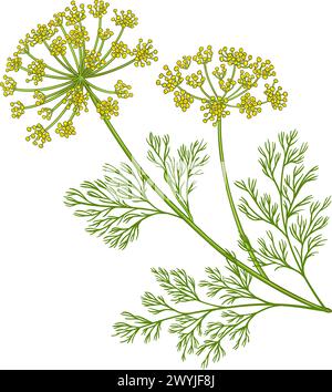 Dill Herb Vector Illustration Stock Vector Image & Art - Alamy