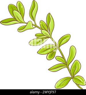 Marjoram Branch Colored Detailed Illustration. Stock Vector