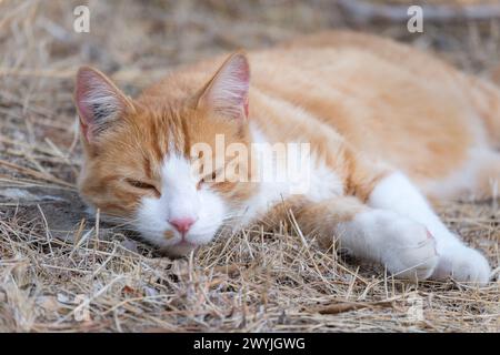 Ginger tabby and white cat sleeping outdoor in nature Stock Photo
