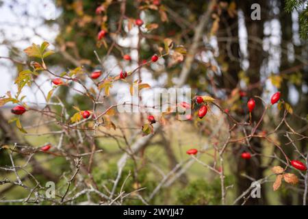 Fruits of sweet-brier (rosehip), medicinal vitamin fruits (ascorbic ...