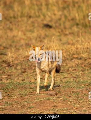 golden jackal or Canis aureus in action running head on in grassland in evening summer season safari at panna national park forest tiger reserve india Stock Photo