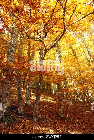 Beech forest in Autumn. Montejo de la Sierra, Sierra del Rincon, Madrid province, Spain. Stock Photo