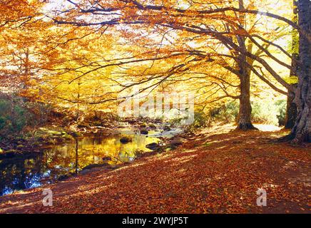 Beech forest in Autumn. Montejo de la Sierra, Sierra del Rincon, Madrid province, Spain. Stock Photo