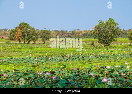 Cambodia, Kampong Cham, lotus flowers cultivation Stock Photo