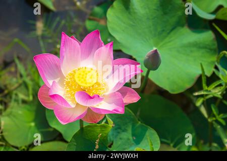 Cambodia, Kampong Cham, lotus flowers cultivation Stock Photo