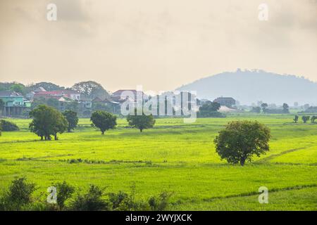 Cambodia, Kampong Chhnang province, Kampong Leng, rice fields Stock Photo