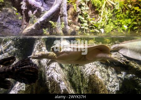 Spain, Catalonia, Barcelona, Port Vell, the aquarium, spiny softshell turtle (Apalone spinifera) Stock Photo