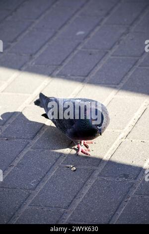 A gray bird, a pigeon, walks on a gray stone pavement Stock Photo