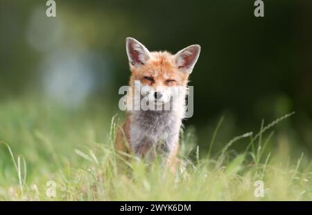 Close-up of a red fox sitting in a meadow. Stock Photo