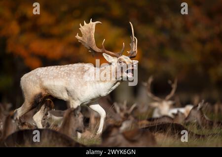 Portrait of a fallow deer stag calling during rutting season in autumn Stock Photo