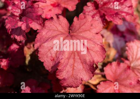 Heuchera 'Berry Smoothie' an herbaceous perennial spring summer foliage plant with red purple leaves commonly known as coral bells or alum root, stock Stock Photo
