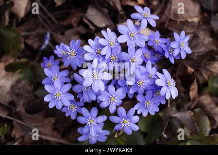 Blooming flowers of Anemone hepatica (syn. Hepatica nobilis) at spring. Top view. Stock Photo