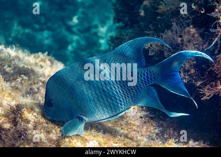 Underwater photo of a giant damselfish (Microspathodon dorsalis) on a reef near Punta Colorada in Baja California Sur, Mexico.. Stock Photo