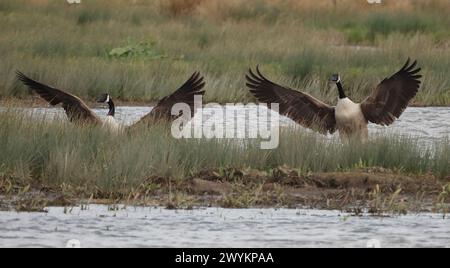 Goose Uk Rspb Rainham Essex, UK. 07th Apr, 2024. Canada goose in flight at RSPB ...