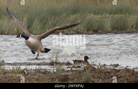 Goose Uk Rspb Rainham Essex, UK. 07th Apr, 2024. Canada goose in flight at RSPB ...