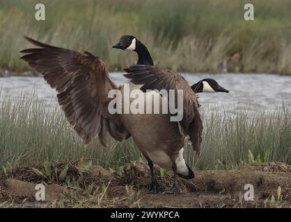 Goose Uk Rspb Rainham Essex, UK. 07th Apr, 2024. Canada goose in flight at RSPB ...