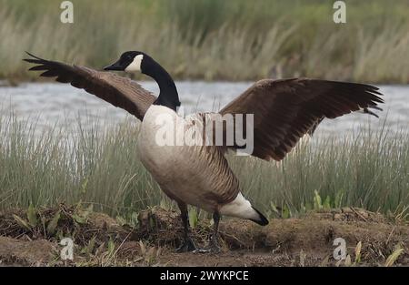 Goose Uk Rspb Rainham Essex, UK. 07th Apr, 2024. Canada goose in flight at RSPB ...