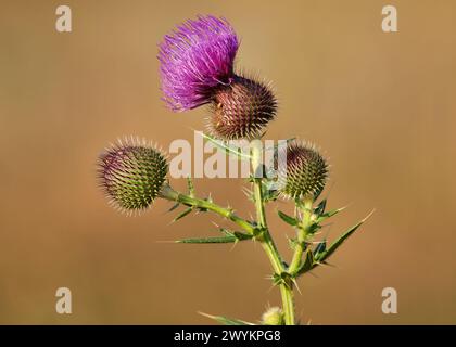 Blooming thistle plant, purple flower head, Cirsium lanceolatum Stock Photo