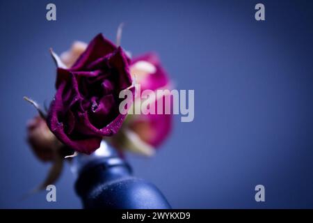 One yellow rose and two dried red ones. Dark background Stock Photo