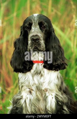 Blue Roan Cocker Spaniel Head Facing with a blurred background Stock Photo