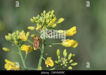 northern Fruit bug on flowering Rapeseed Stock Photo