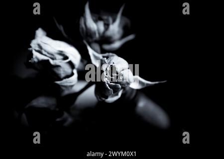 One yellow rose and two dried red ones. Dark background Stock Photo