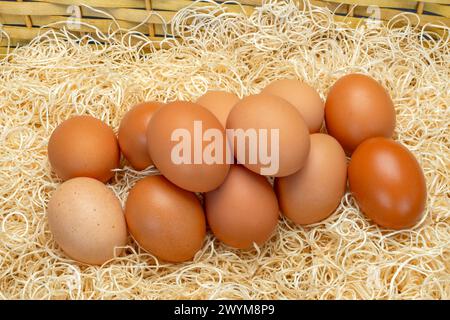 Twelve eggs on a basket of straw. The eggs are clean and unmarked and the straw is white in colour. Stock Photo