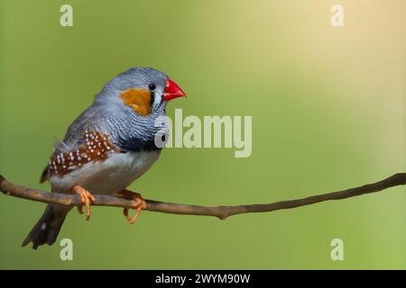 Budgie in various colors on a branche against a green background Stock Photo