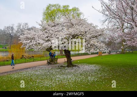 London, UK. 7th March 2024. People admire a cherry blossom tree in bloom in St James's Park. Credit: Vuk Valcic / Alamy Stock Photo