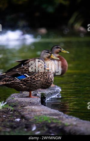 Ducks lined up in a row on the edge of a pond Stock Photo