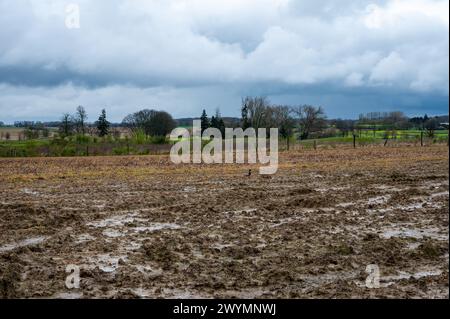 Dirty brown farmland at the Flemish countryside around Tervuren, Belgium Stock Photo