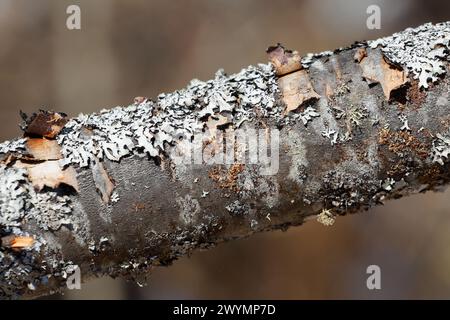 Lichen growing on a small dead fallen tree. Quebec,Canada Stock Photo