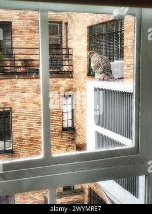 Bird Sitting on Window Air Conditioner  Seen through an Apartment Window, NYC, USA, 2024 Stock Photo