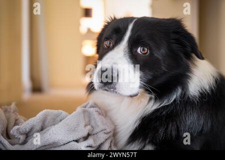 Border Collie male puppy with gray fluffy blanket. Portrait of sad black and white dog looking at camera Stock Photo