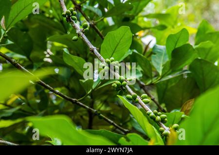 ripening growing coffee beans on a green bush at a coffee plantation in Kenya. natural green background leaves branches and grains Stock Photo