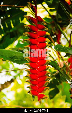 Heliconia rostrata inflorescence (lobster-claws, toucan peak, wild plantains or false bird-of-paradise) in the wild in Africa Stock Photo