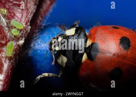 extra macro 5x image of a ladybug sitting on a rose leaf and destroying eats green aphids close up Ladybird portrait Stock Photo