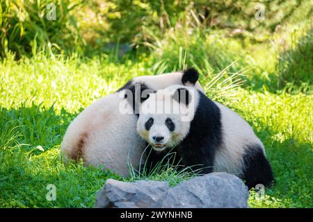 cheerful playing pandas on green lawn Stock Photo