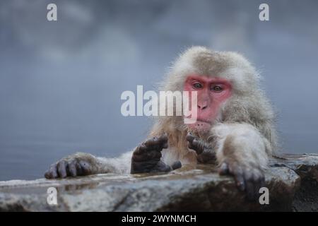 The Japanese macaque (Macaca fuscata), also known as the snow monkey, is a terrestrial Old World monkey species that is native to Japan. Stock Photo