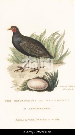 Orange-footed scrubfowl or orange-footed megapode, Megapodius reinwardt, with egg. Native to the Sunda Islands, New Guinea and Australia. The megapodius of Reinwardt, Megapodius reinwardtii. From a specimen in the Paris Museum. Handcoloured copperplate engraving after an illustration by Charles Hamilton Smith from Edward Griffith's The Animal Kingdom by the Baron Cuvier, London, Whittaker, 1830. Stock Photo