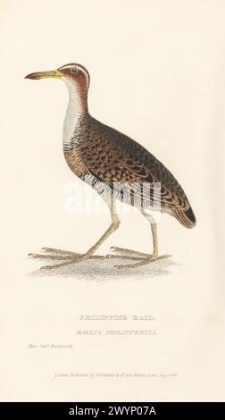 Buff-banded Rail (Hypotaenidia philippensis assimilis) walking on a ...