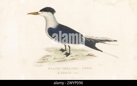 Greater crested tern or swift tern, Thalasseus bergii. Black-crested tern, Sterna bergii Lich. Native to the coasts of Africa and Australia, and across the Indian Ocean and Pacific. From a specimen in Bullock's Museum, Piccadilly. Handcoloured copperplate engraving by Griffith, Harriet or Edward, after an illustration by Charles Morgan Curtis from Edward Griffith's The Animal Kingdom by the Baron Cuvier, London, Whittaker, 1830. Stock Photo